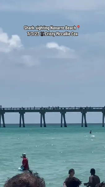 Footage of Sharks Surrounding Swimmers at Florida Beach Sparks Concerns