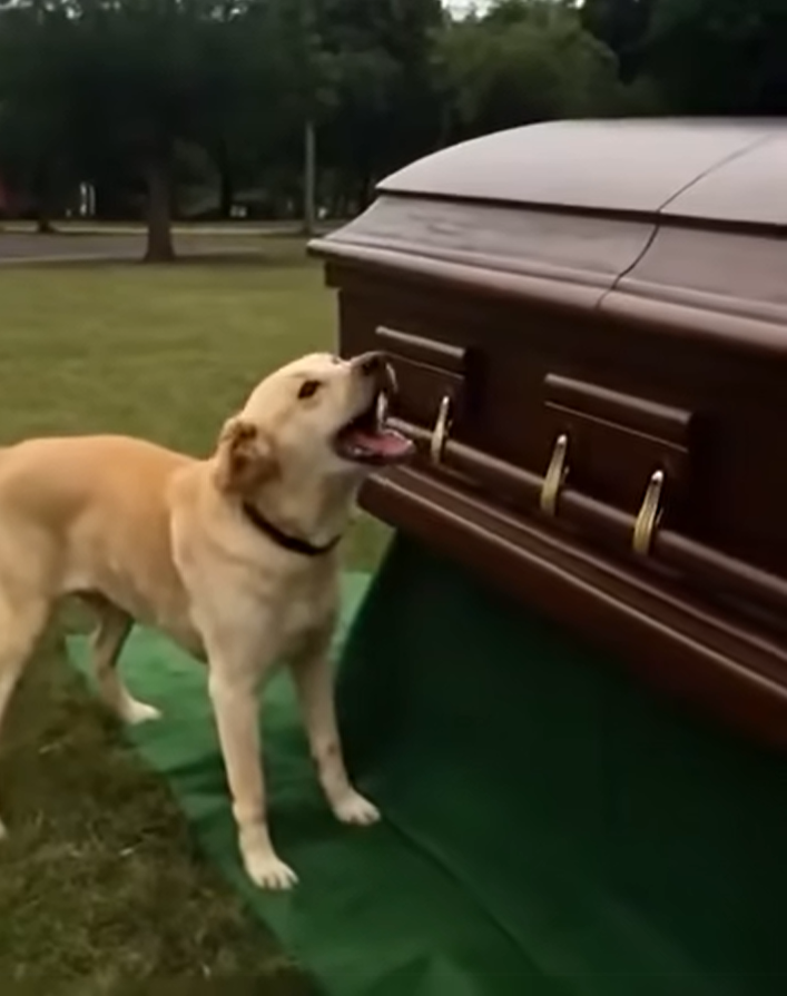 Dog Barks at Coffin at Funeral, Curious Son Checks Inside and Discovers It’s Empty – Today’s Story