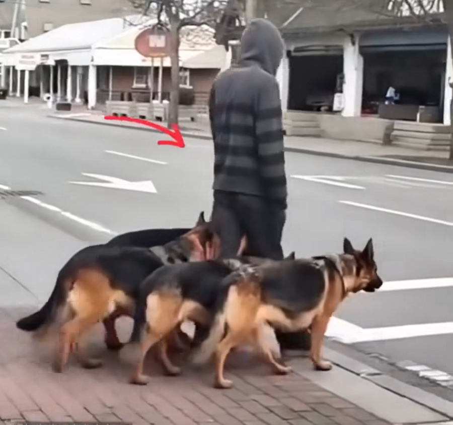 At first, it seemed like he was simply walking his dogs. But after five seconds, when people took a closer look, they froze in horror at what unfolded before their eyes.
