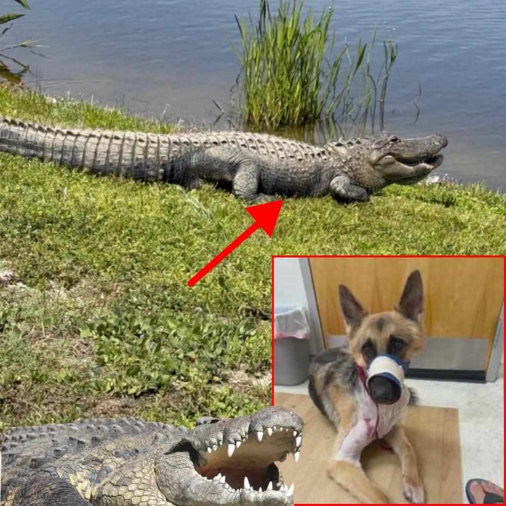 ‘Zeus just got taken by the alligator!’: Family dog survives gator attack in Wesley Chapel
