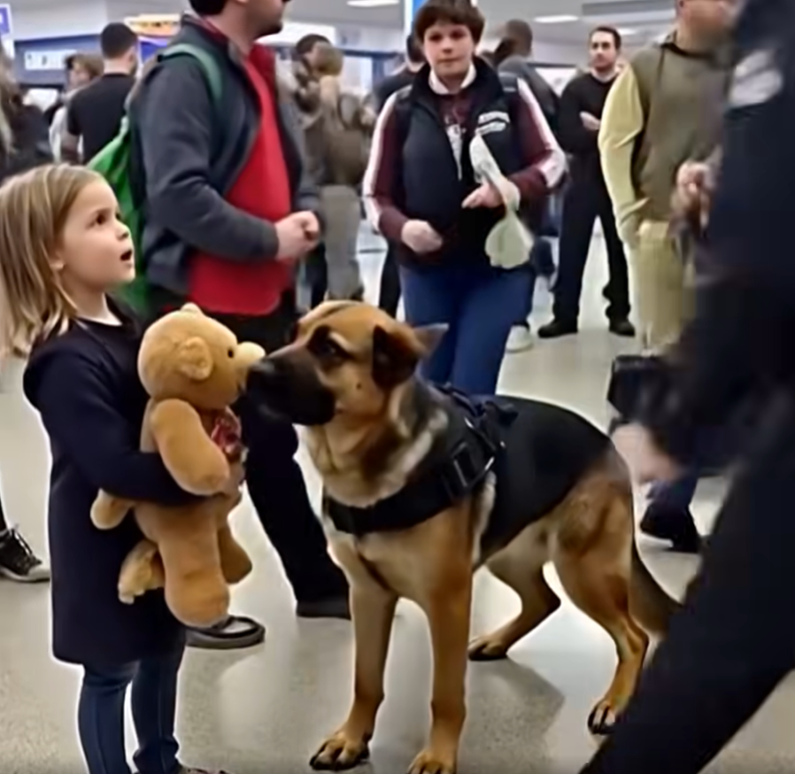 Airport K9 Alerts to Single Mom’s Son’s Teddy Bear – What Police Find Leaves Everyone Stunned