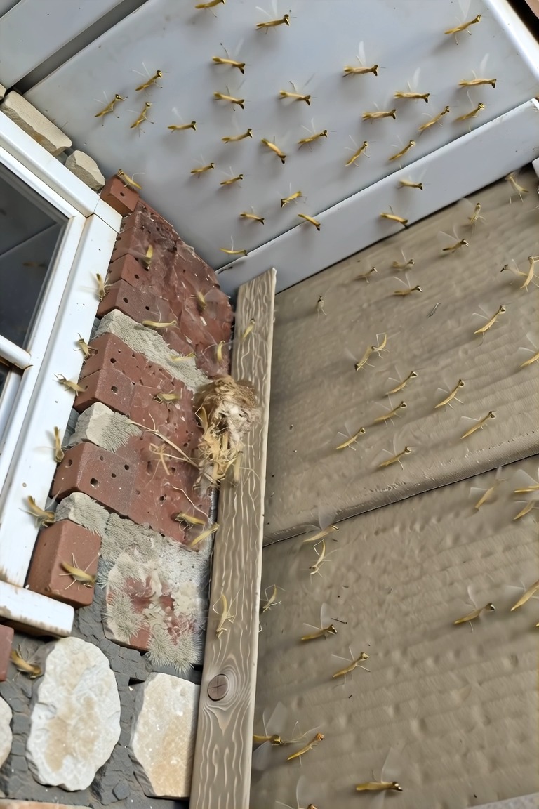 Had a Praying Mantis nest hatch by my front door!