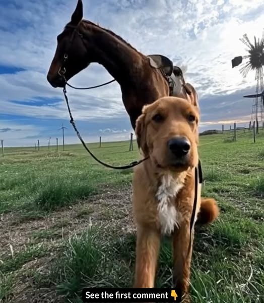 My Farm Dog Brought Home a Horse—and Unveiled a Mystery
