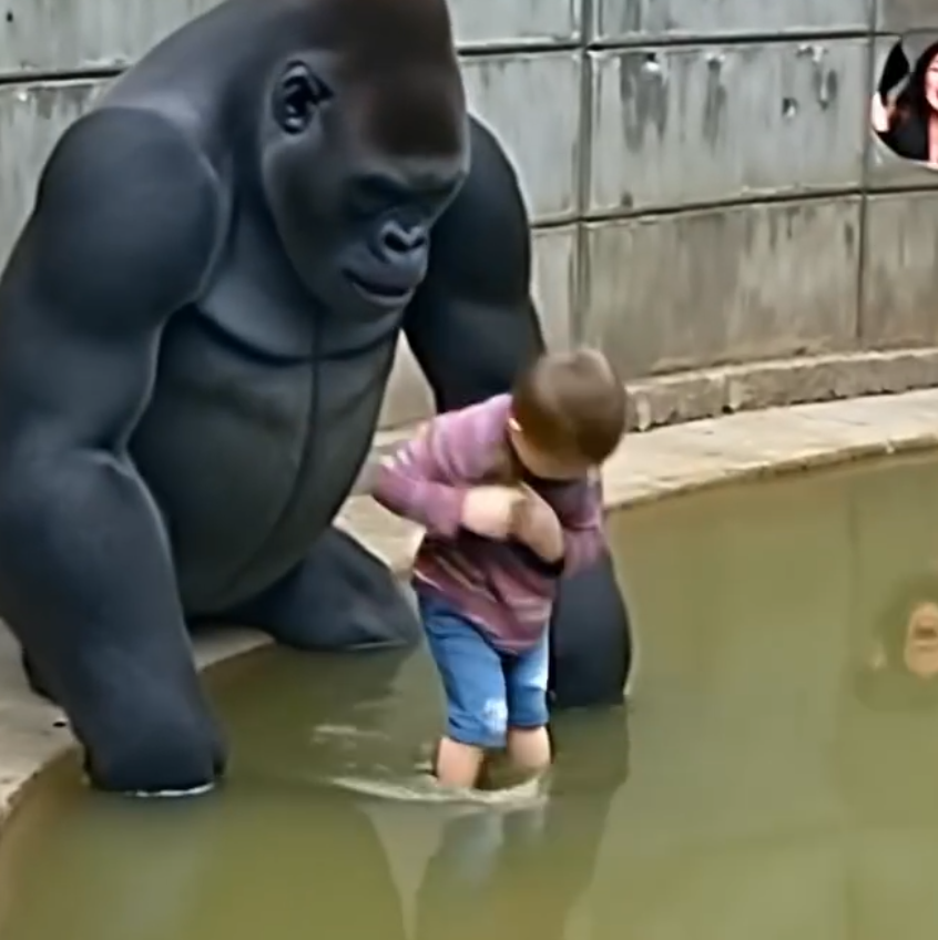 Specialists Reflect on Harambe’s Final Moments
