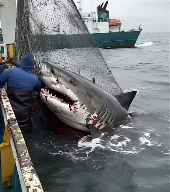 They Attempted to Save the Shark… But Seconds Later, It Did the Unimaginable