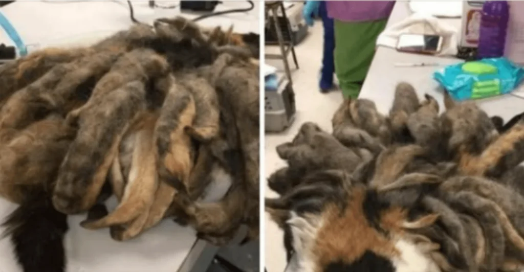 Hidey the Cat’s Remarkable Makeover