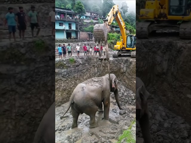 Amazing Elephant Rescue with JCB | Villagers Join Forces to Save a Life