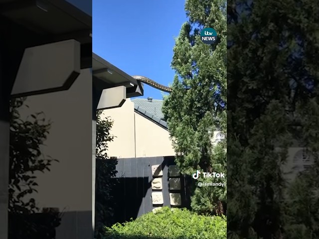 Five-Metre Long Snake Seen Slithering Across Rooftops