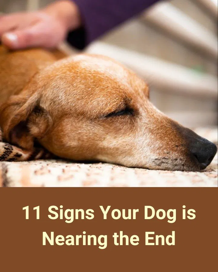 11 Signs Your Dog May Be Approaching the End of Life