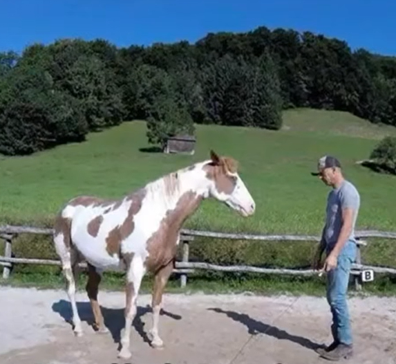 Man Begins Dancing, but His Horse Takes Center Stage