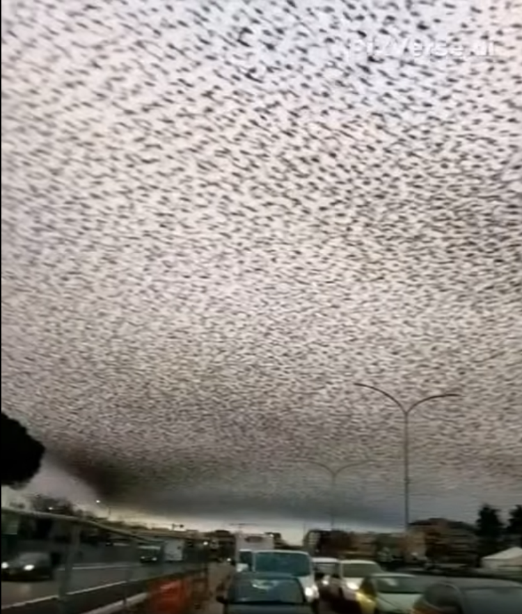 Winter Invasion: Stunning Bird Murmurations Dazzle Tourists, Frustrate Locals