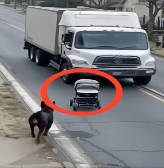 Heroic Pup Risks Life to Rescue Baby From Truck Accident!…