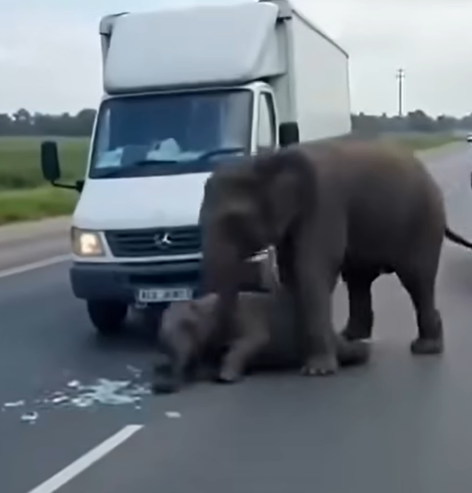 Young Elephant Struck by Car — What Its Mother Did Seconds Later Went Viral