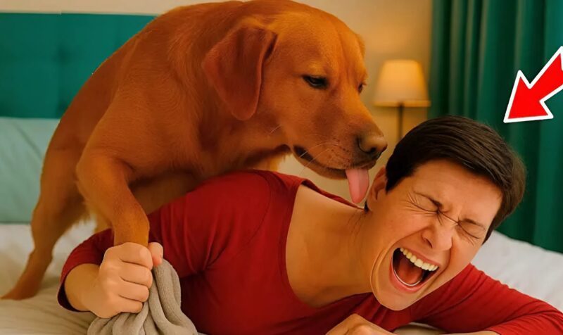 I Walked Into the Bedroom and Found My Wife Lying Still on the Bed, With Our Dog Hovering Over Her, Licking Her Face and Neck — Then When I Looked Closer, I Saw Something Terrifying