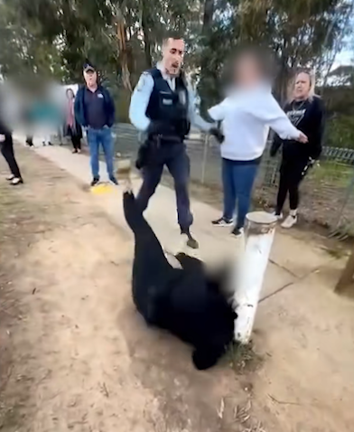 Chaos Erupts at NSW School: Woman Charged After Viral Police Confrontation Caught on Camera