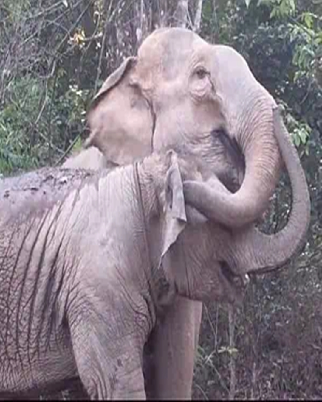 The Day MeBai Found Her Mother Again