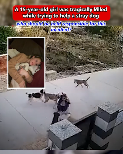 Tragedy Hits: Teen Girl, 15, Killed While Trying to Help a Stray Dog