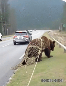 While driving early this morning along a highway near a dark forest,