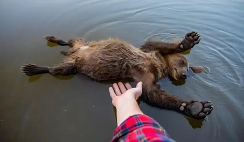 Pulled a Bear Cub from the River — Then Heard the Sound That Still Haunts Me