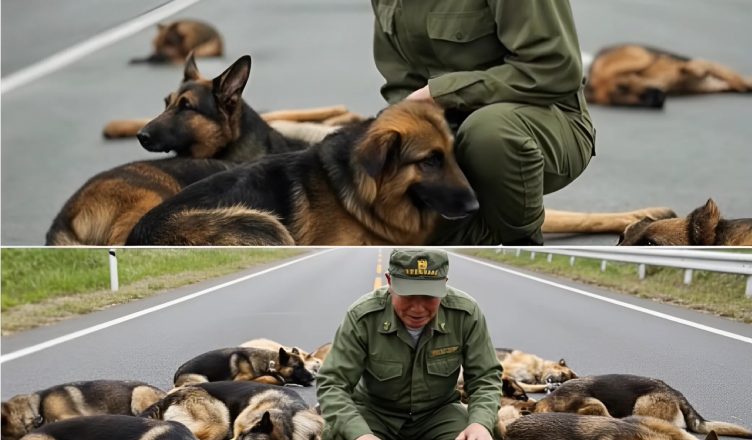 He Finds Eight Poisoned Dogs Abandoned on the Road — What He Does Next Changes Everything