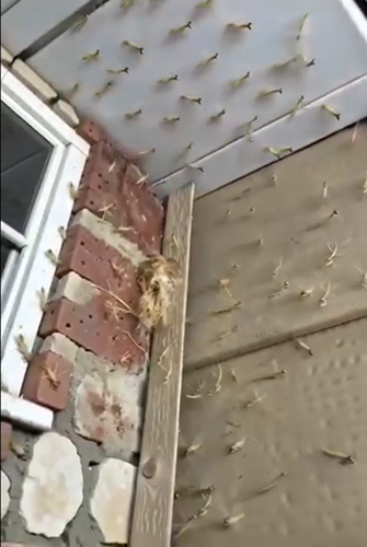 A Praying Mantis Nest Just Hatched Outside My Front Door