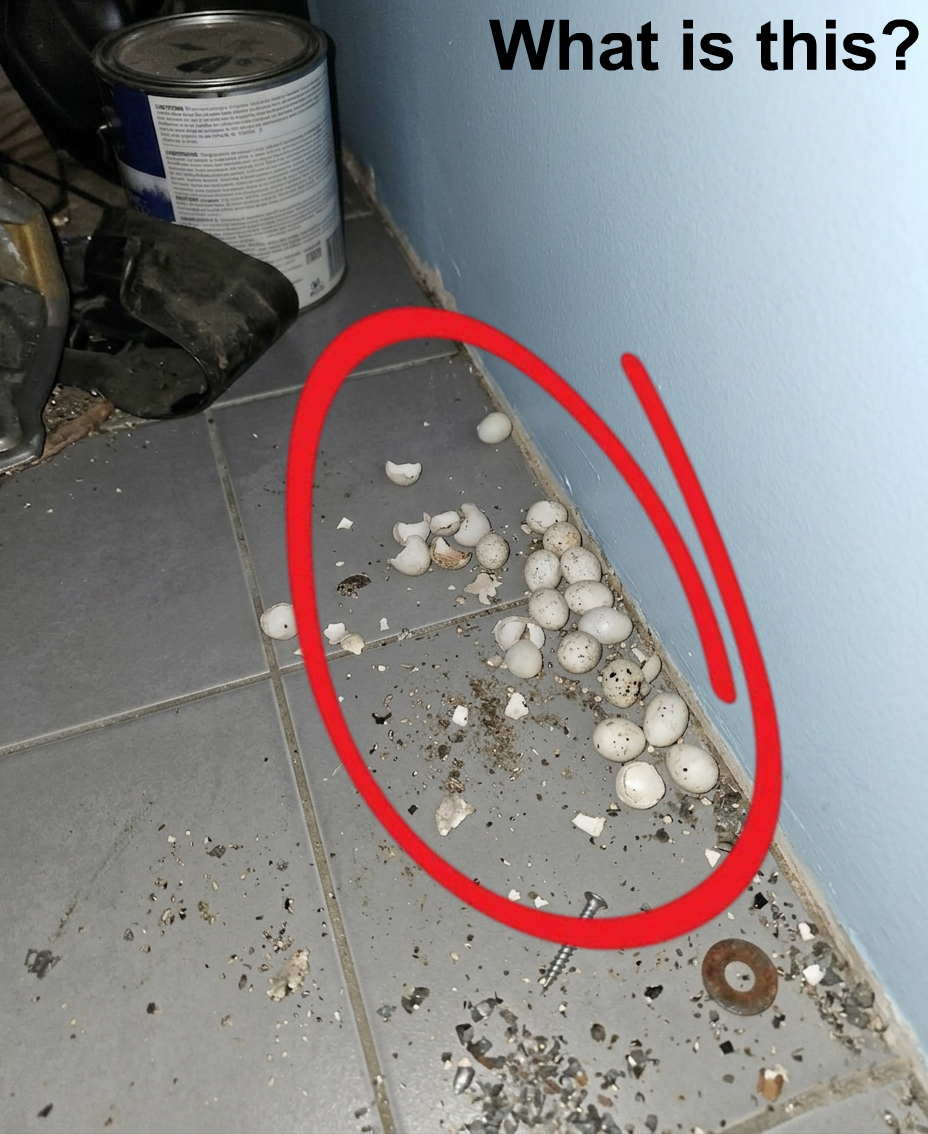 I Thought My Garage Was Hiding Something Terrifying Until I Looked Closer