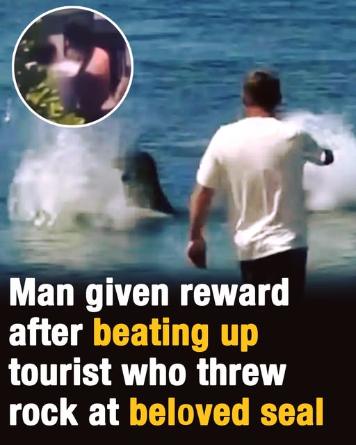 Man Praised After Stepping In During Disturbing Encounter Between Tourist And Protected Seal