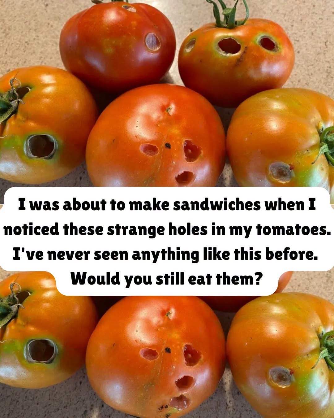The Tiny Holes in Your Tomatoes Could Be Warning You About Something Bigger