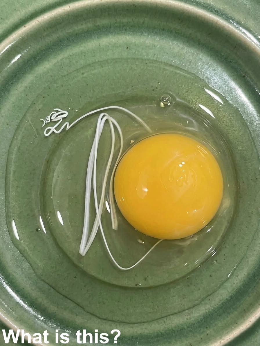 I Found Something Strange Inside My Egg and the Truth Completely Surprised Me