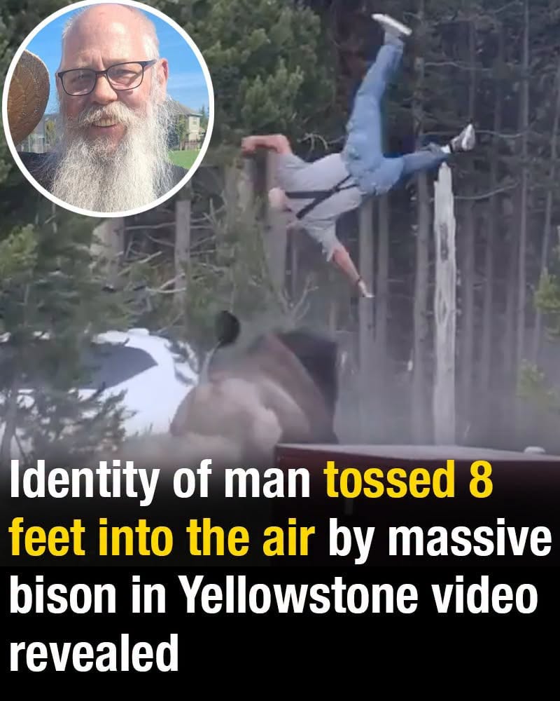 Yellowstone Bison Attack Victim Revealed As The Man Who Spent His Life Helping Others