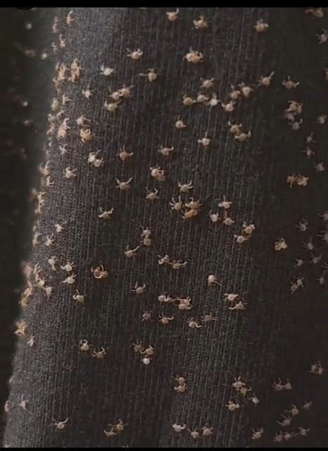 I Found These Tiny Things Stuck To My Pants After A Walk And The Truth Was Incredible
